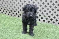 Eddie , a male Kerry Blue Terrier for sale in Maurice, IA – 10 of 10