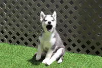 Nika, a female Siberian Husky for sale in Maurice, IA – 5 of 5