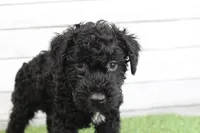 Eddie , a male Kerry Blue Terrier for sale in Maurice, IA – 4 of 8