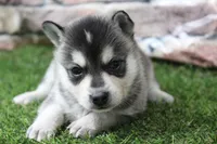 Sophie , a female Alaskan Klee Kai for sale in Maurice, IA – 4 of 8