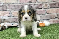 Ryder , a male Cavalier King Charles Spaniel for sale in Maurice, IA – 6 of 7