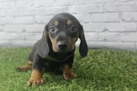 Dallas, a male Miniature Dachshund for sale in Maurice, IA – 5 of 7