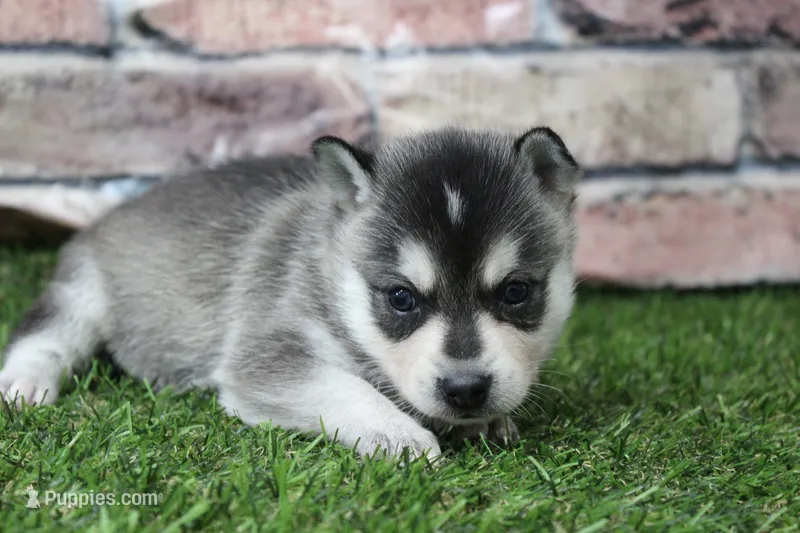 Sophie  – Alaskan Klee Kai puppy for sale in Maurice, IA