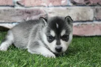 Sophie , a female Alaskan Klee Kai for sale in Maurice, IA – 1 of 8