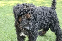 Zeke, a male Kerry Blue Terrier for sale in Maurice, IA – 3 of 7