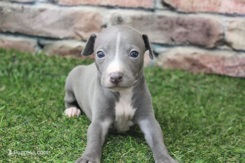 Ranger  – Italian Greyhound puppy for sale in Maurice, IA