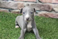 Ranger , a male Italian Greyhound for sale in Maurice, IA – 1 of 6