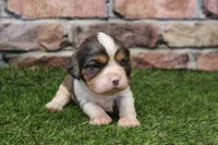 Ryder , a male Cavalier King Charles Spaniel for sale in Maurice, IA – 4 of 6