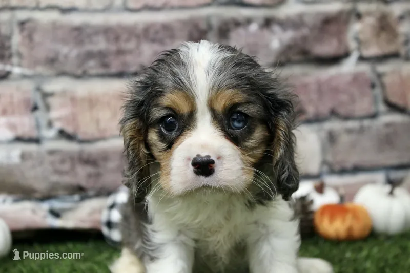 Ryder  – Cavalier King Charles Spaniel puppy for sale in Maurice, IA