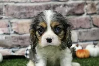 Ryder , a male Cavalier King Charles Spaniel for sale in Maurice, IA – 1 of 7