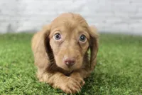 Poppy, a female Miniature Dachshund for sale in Maurice, IA – 3 of 6