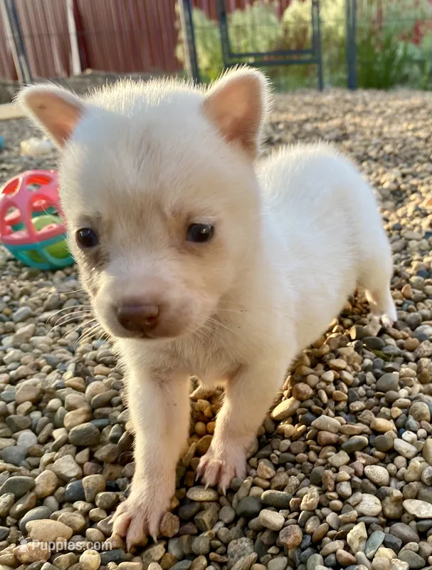 Luna – Alaskan Klee Kai puppy for sale in Maurice, IA