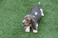Frankie , a male Basset Hound for sale in Maurice, IA – 5 of 9