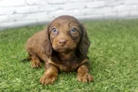 Sadie, a female Miniature Dachshund for sale in Maurice, IA – 4 of 5