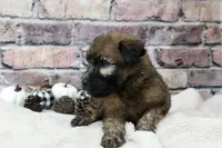Cooper , a male Soft Coated Wheaten Terrier for sale in Maurice, IA – 2 of 7