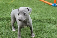 Rosie , a female Italian Greyhound for sale in Maurice, IA – 4 of 5