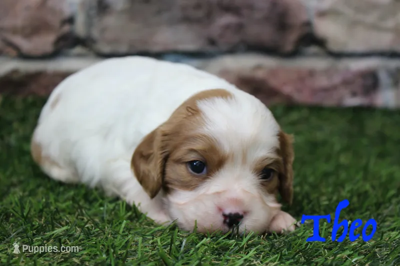 Theo  – Cavalier King Charles Spaniel puppy for sale in Maurice, IA