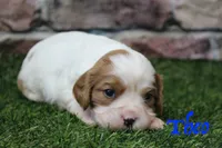 Theo , a male Cavalier King Charles Spaniel for sale in Maurice, IA – 1 of 8