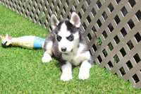 Smokey , a male Siberian Husky for sale in Maurice, IA – 5 of 7
