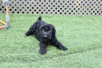 Walker, a male Kerry Blue Terrier for sale in Maurice, IA – 6 of 6