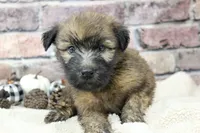 Cooper , a male Soft Coated Wheaten Terrier for sale in Maurice, IA – 3 of 7
