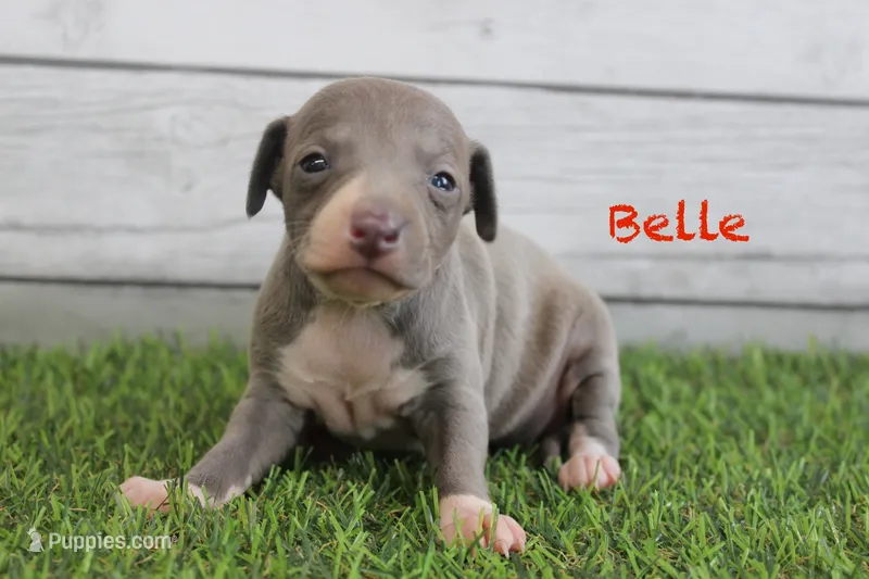Belle  – Italian Greyhound puppy for sale in Maurice, IA