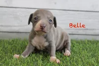 Belle , a female Italian Greyhound for sale in Maurice, IA – 1 of 6