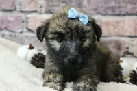 Apollo, a male Soft Coated Wheaten Terrier for sale in Maurice, IA – 6 of 8