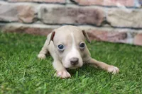 Tate , a male Italian Greyhound for sale in Maurice, IA – 5 of 8