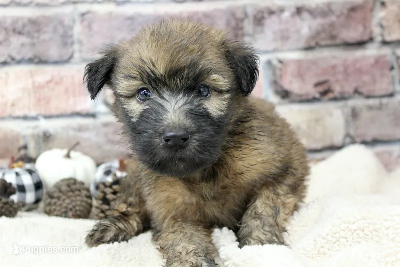 Cooper  – Soft Coated Wheaten Terrier puppy for sale in Maurice, IA