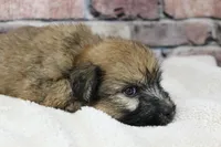 Jasper , a male Soft Coated Wheaten Terrier for sale in Maurice, IA – 4 of 6