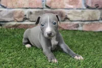 Ranger , a male Italian Greyhound for sale in Maurice, IA – 3 of 6