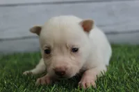 Luna, a female Alaskan Klee Kai for sale in Maurice, IA – 3 of 10