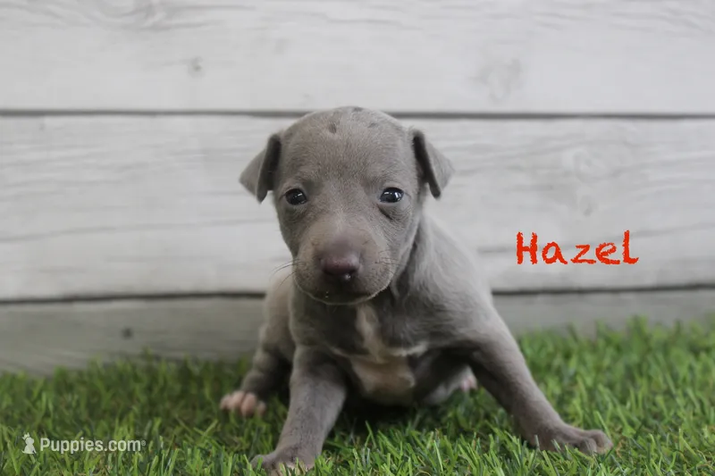 Hazel  – Italian Greyhound puppy for sale in Maurice, IA