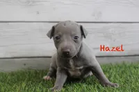 Hazel , a female Italian Greyhound for sale in Maurice, IA – 1 of 4