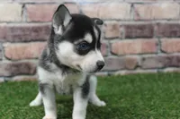 Honey, a female Alaskan Klee Kai for sale in Maurice, IA – 4 of 8