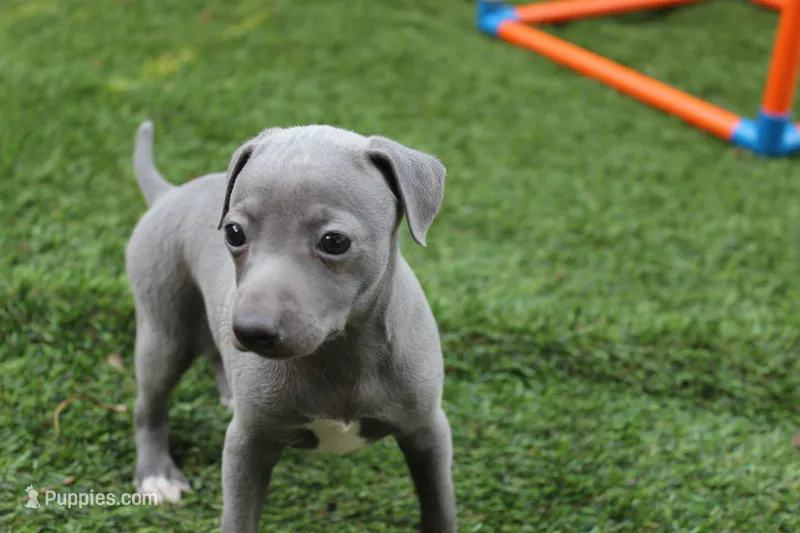 Rosie  – Italian Greyhound puppy for sale in Maurice, IA