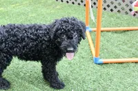 Zeke, a male Kerry Blue Terrier for sale in Maurice, IA – 7 of 7