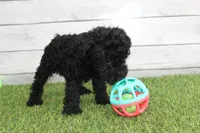 Peaches, a female Kerry Blue Terrier for sale in Maurice, IA – 6 of 7