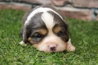 Ryder , a male Cavalier King Charles Spaniel for sale in Maurice, IA – 6 of 6