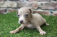 Tate , a male Italian Greyhound for sale in Maurice, IA – 8 of 8