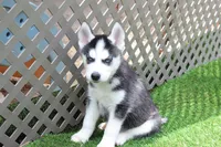 AJ, a male Siberian Husky for sale in Maurice, IA – 2 of 6
