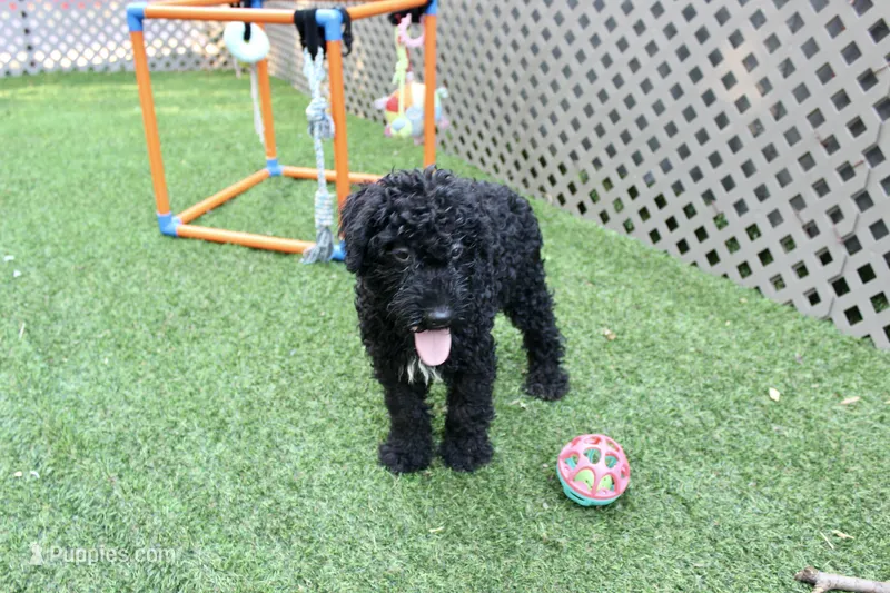 Zeke – Kerry Blue Terrier puppy for sale in Maurice, IA