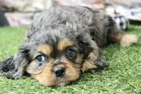 Frankie , a male Cavalier King Charles Spaniel for sale in Maurice, IA – 4 of 8