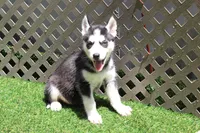 Mable , a female Siberian Husky for sale in Maurice, IA – 3 of 6