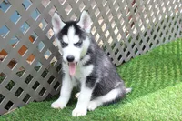 AJ, a male Siberian Husky for sale in Maurice, IA – 3 of 6