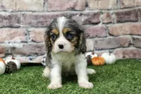 Ryder , a male Cavalier King Charles Spaniel for sale in Maurice, IA – 3 of 7