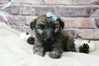 Apollo, a male Soft Coated Wheaten Terrier for sale in Maurice, IA – 3 of 8