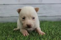 Luna, a female Alaskan Klee Kai for sale in Maurice, IA – 8 of 10