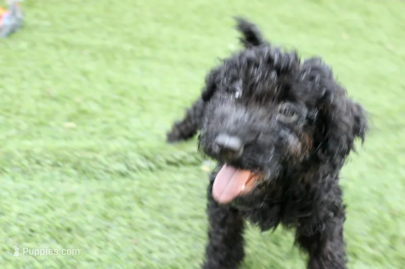 Walker – Kerry Blue Terrier puppy for sale in Maurice, IA